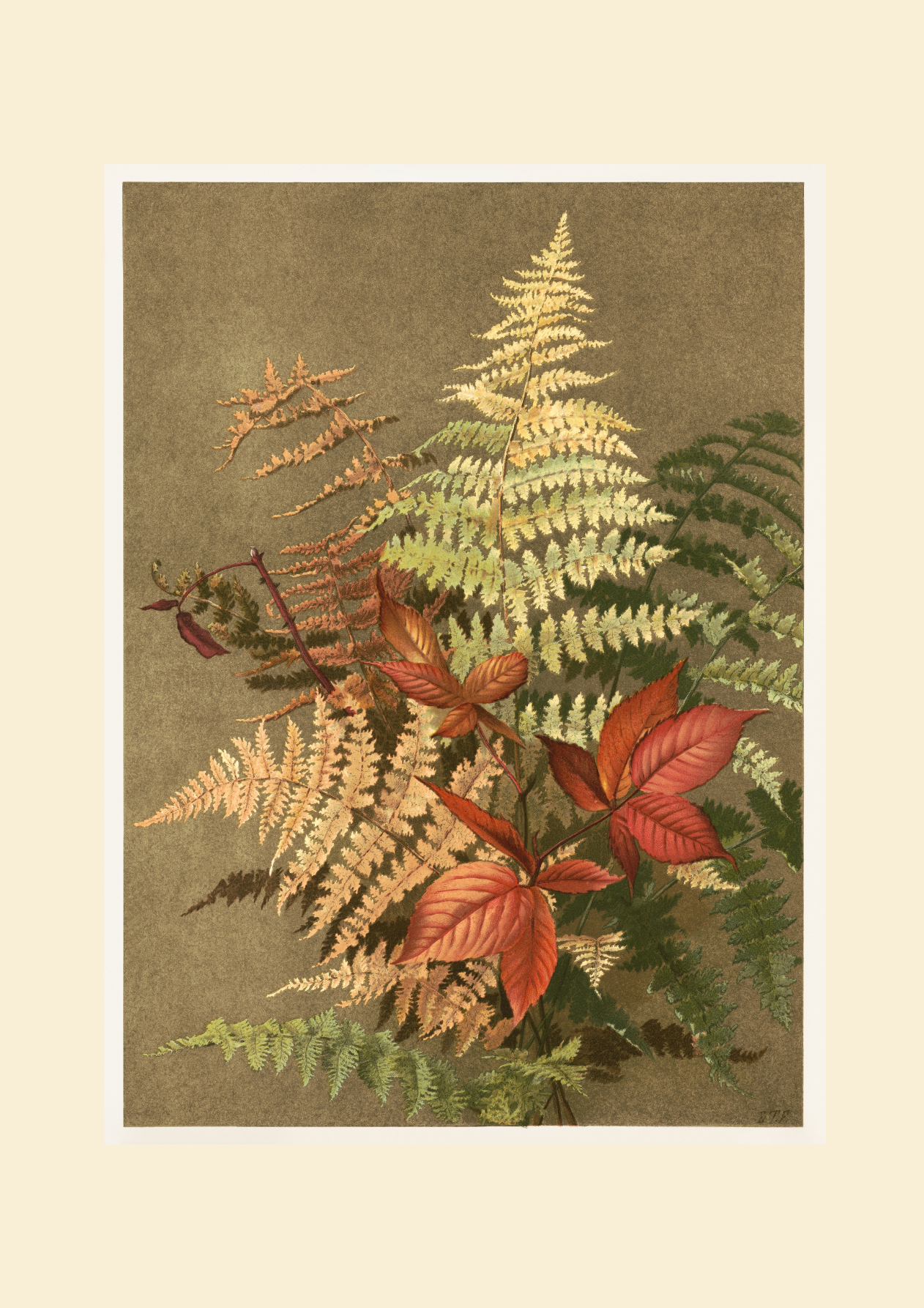 “Autumn Ferns” by Ellen T. Fisher Greeting Card Set
